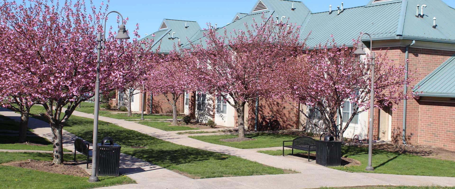 Exterior photo of residence halls with cherry blossoms