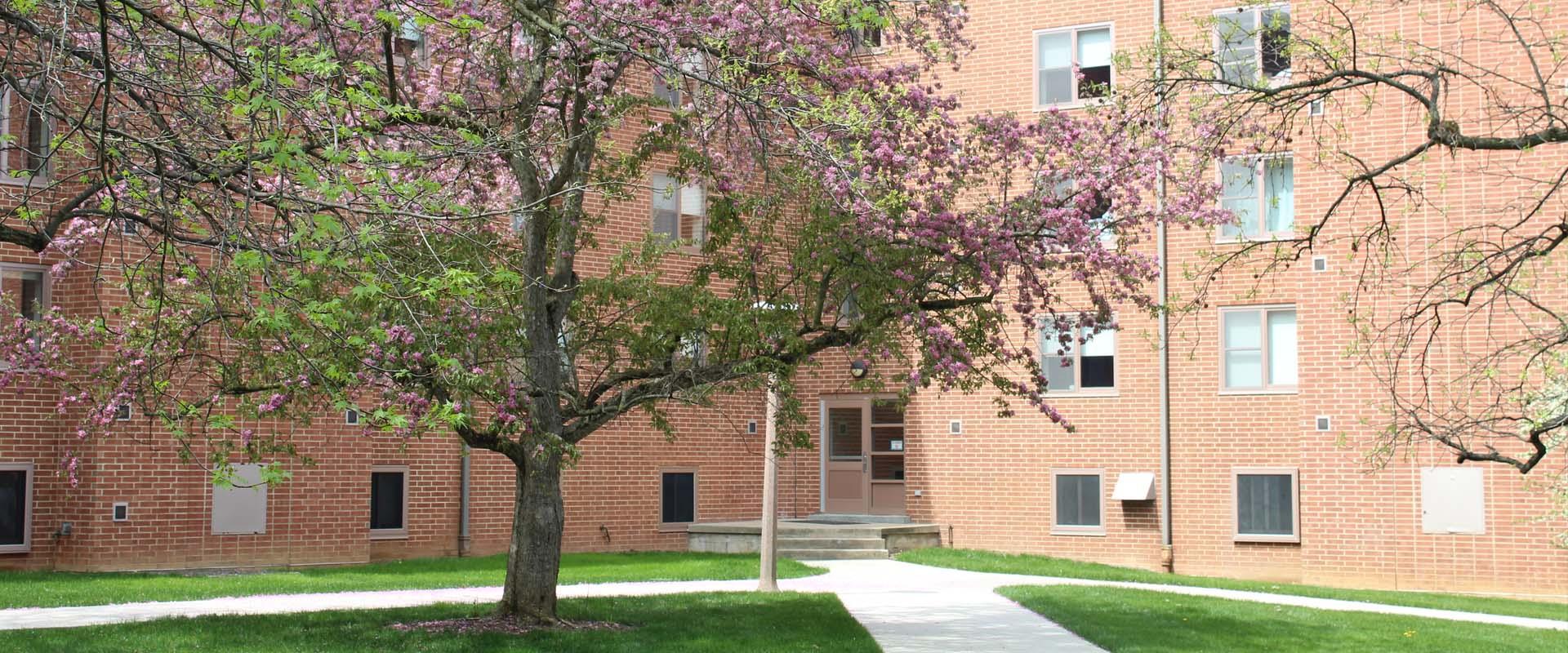 cherry blossom tree in front of a residence hall