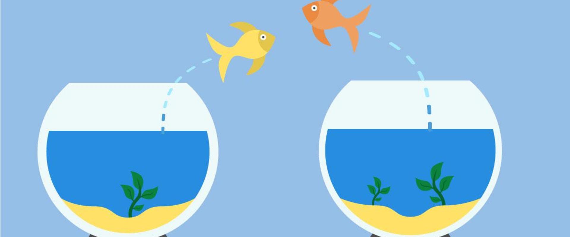 Fish Changing Aquariums Room Change Picture